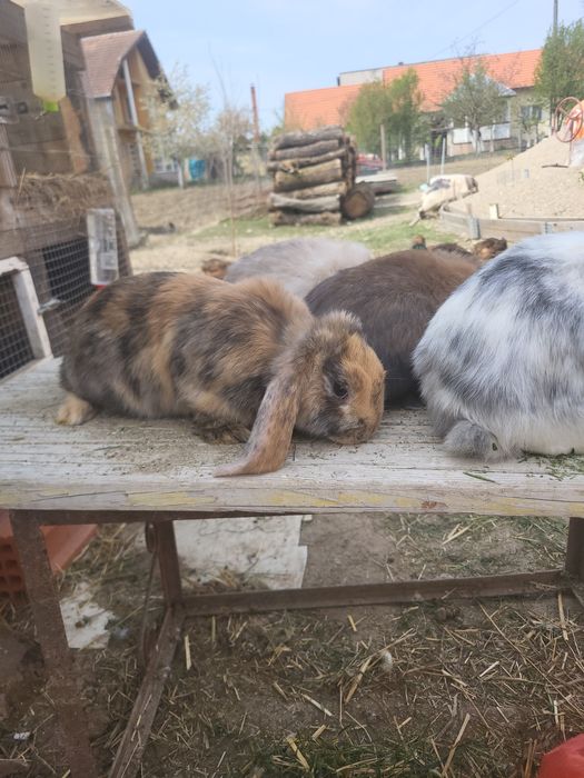 Iepuri berbec german