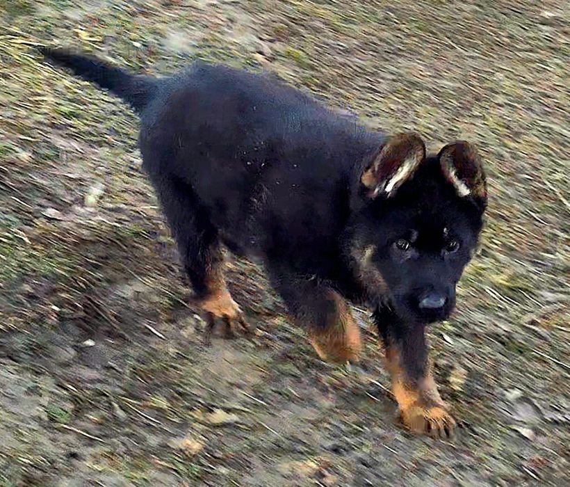 Ciobanesc german linie veche