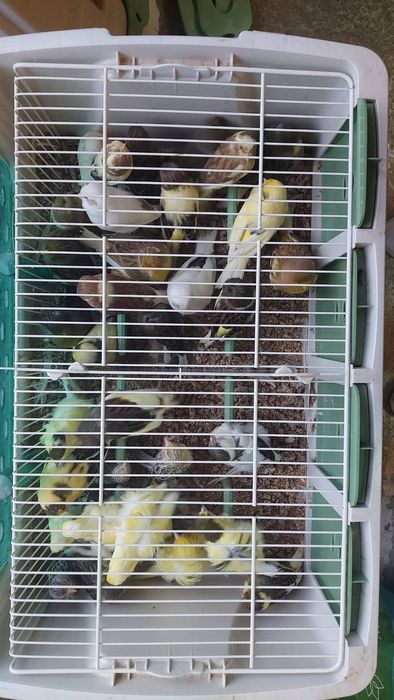 Канарчета,цветни и глостери