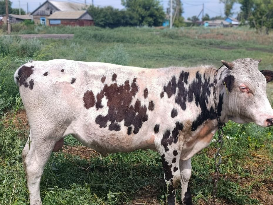 Продам на доращивание