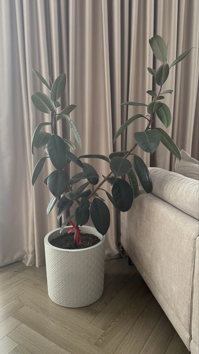 Продам цветы - фикус. В горшке