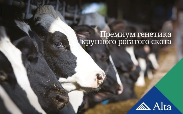 Семя для КРС Naslli qoramollar uchun urug‘lar