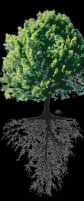 Продавам фиданки Шам фъстък Целогодишно разсаждане!