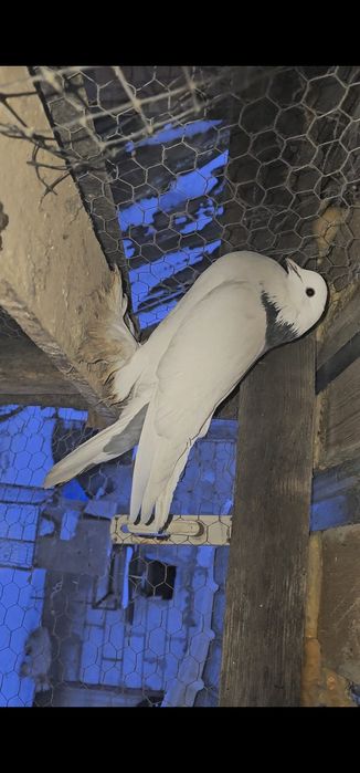 Femela gusat de pomerania