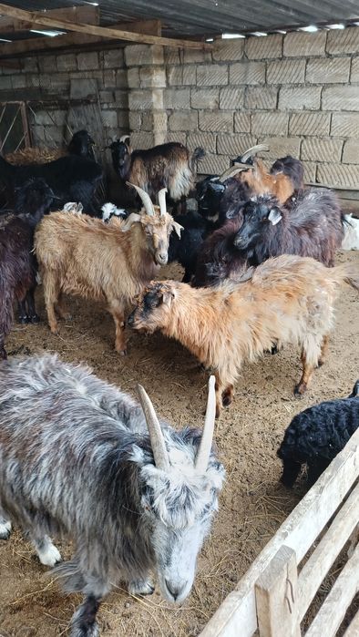 Лақты ешкілер сатылады.