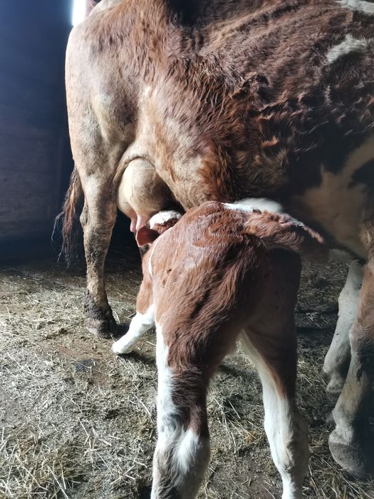 Vând vacă bună de lapte