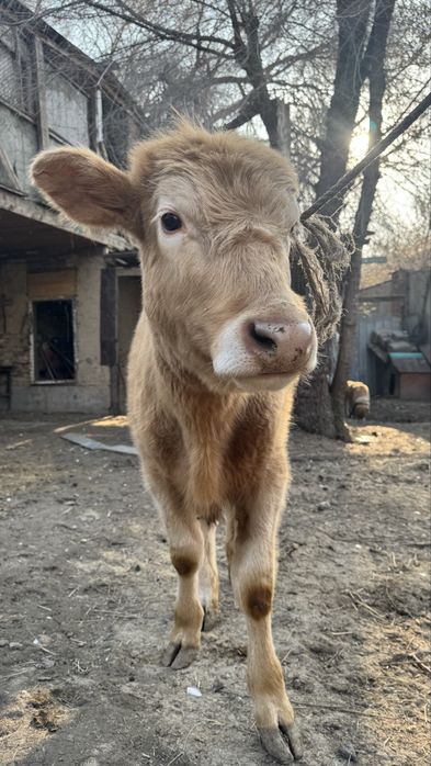 ұрғашы Бұзау  сатылады