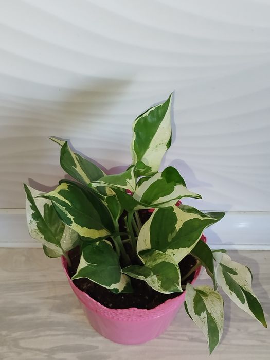 Epipremnum Enjoy