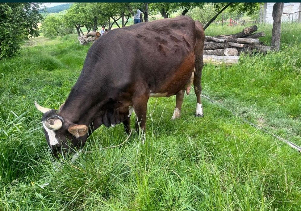 Vând 3 Vaci,,Una de 2 ani ,o vițel de un an jumate ,și una de 7 ani.