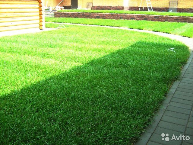 Gazon, рулон газон, арча, гул экамиз