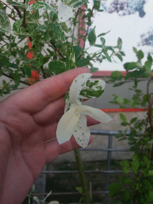 Японска върба Salix Hakuro Nishiki - Фламинго