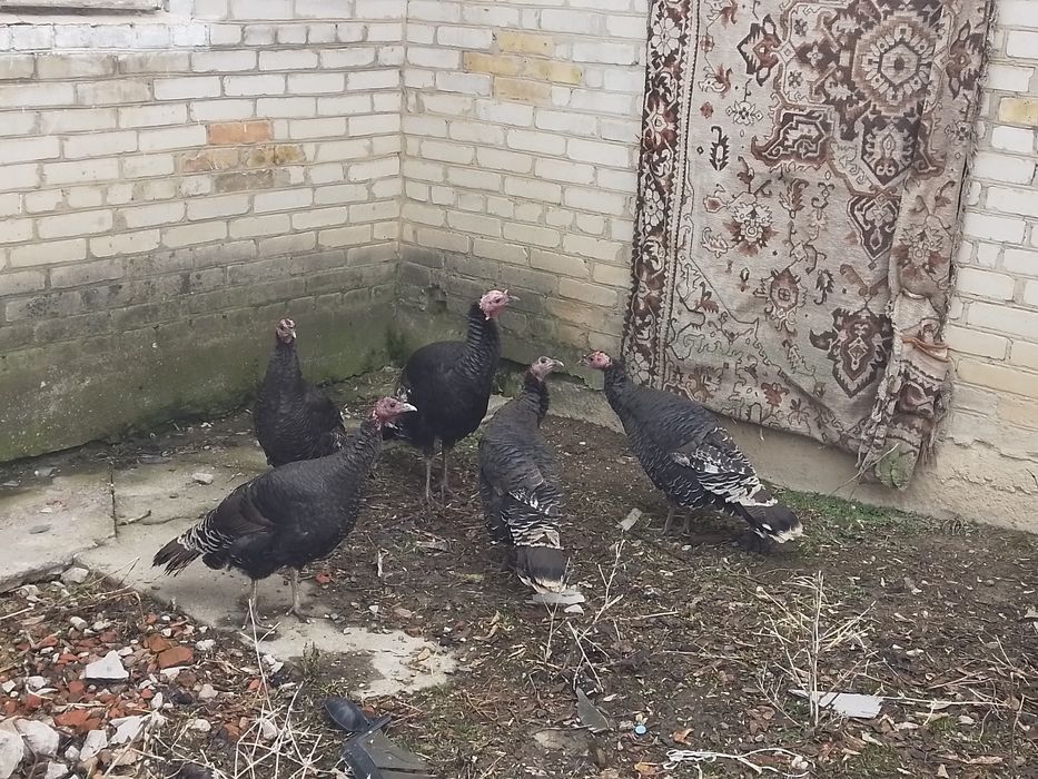 Индуктер   сатылады