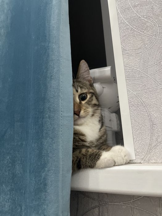 Мысық, котик 8 айлық срочно !!!