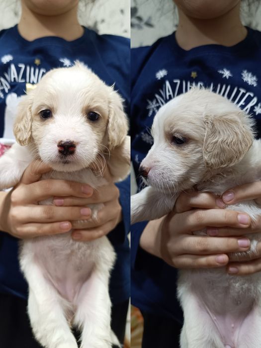 Малыши срочно ищут дом