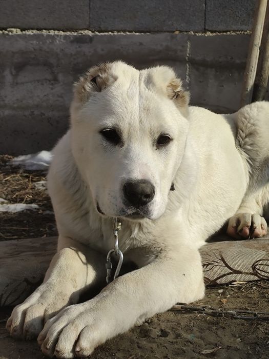 щенки тобет боец