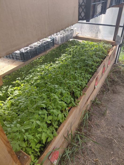 Продам  рассаду перец
