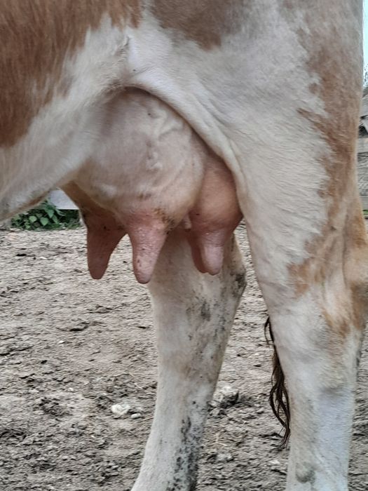 Vând vaca cu vițel belgian