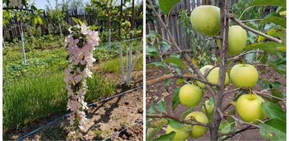 Pomi columnari sezon nou calitate superioara