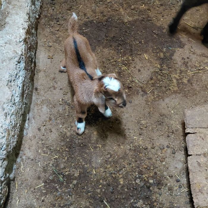 Такача сотилади...