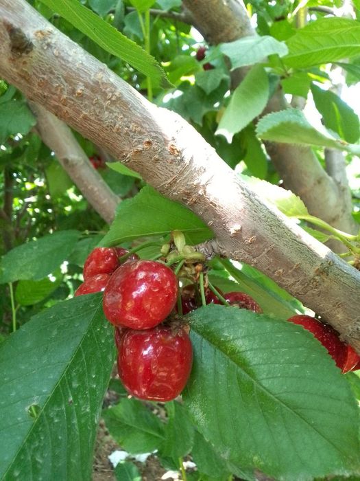 Гилос кучатлари сотилади