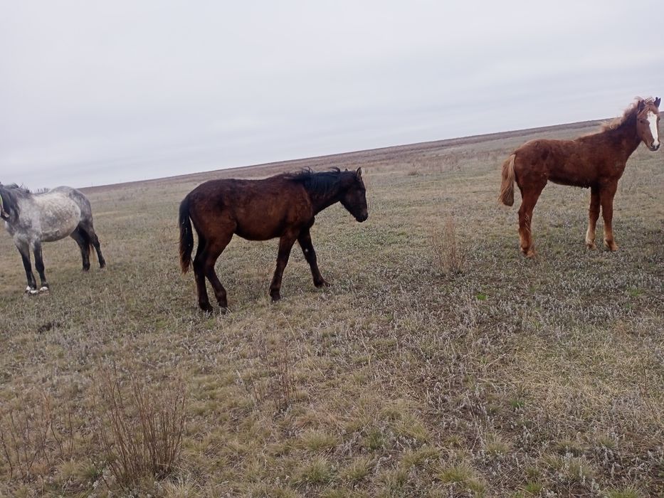 Продам жеребята кабылка.