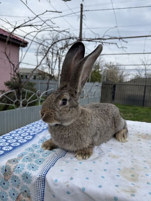 Vand Femela Urias German