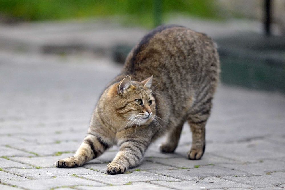 Kit Nikon D700 + 85mm f/1,4 D și Geantă Tamrac