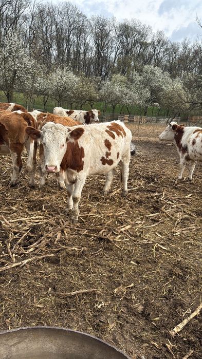 Vând juninci gestante