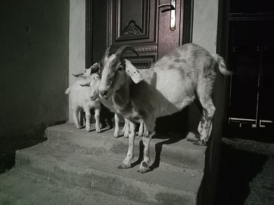 Парода Ешкі сатылады