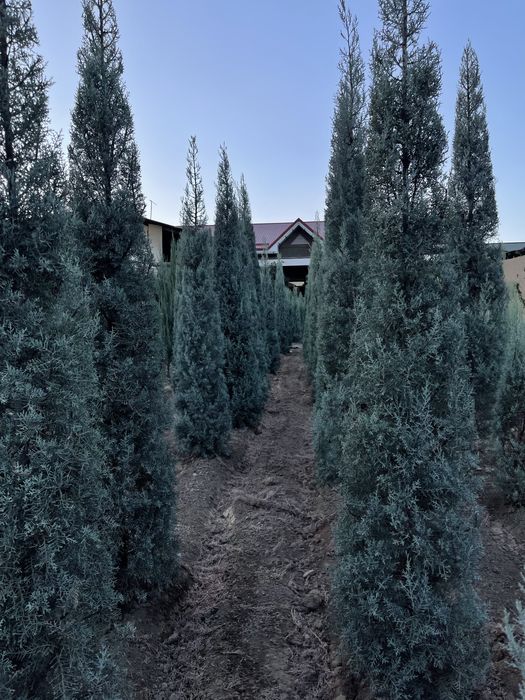 Aksiya Arizoniski kiparis sotiladi boyi 2m 100$, 2.5m 140$,3m 190$