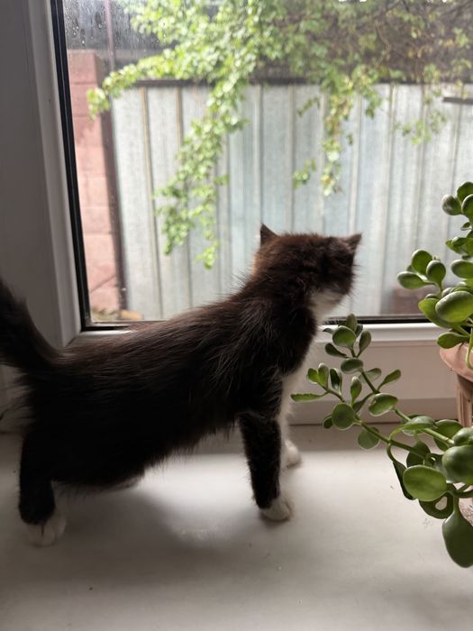 Отдам котенка девочка
