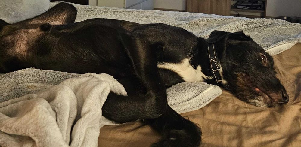 Cățel 9 luni pentru adopție – microcipat, pașaport, vaccinat