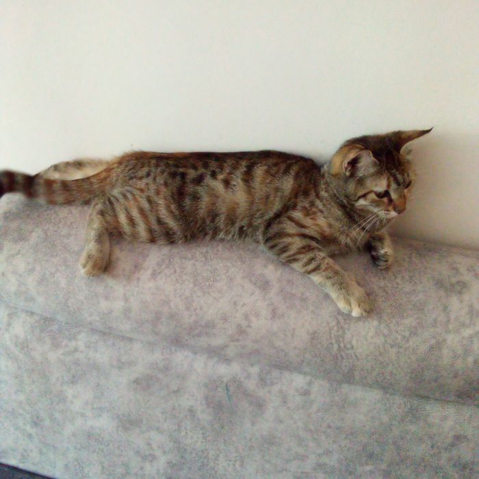 Котенок бесплатно