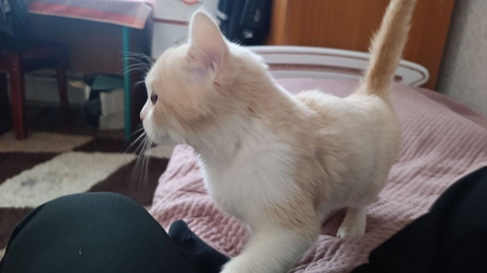 Продам Кошку турецкий ангора