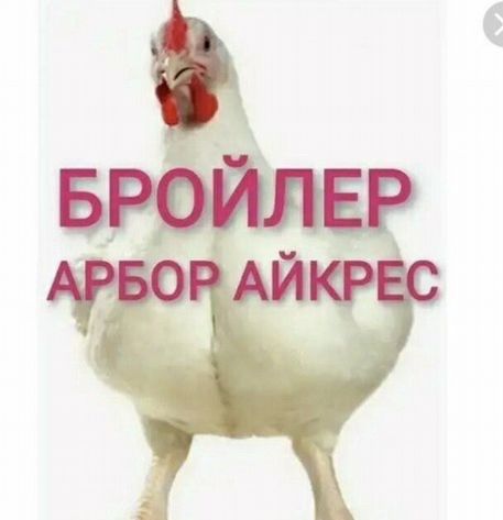 Цыплята бройлеры Арбор Айкерис суточные быстрый рост.