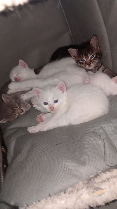 Котята . Бесплатно