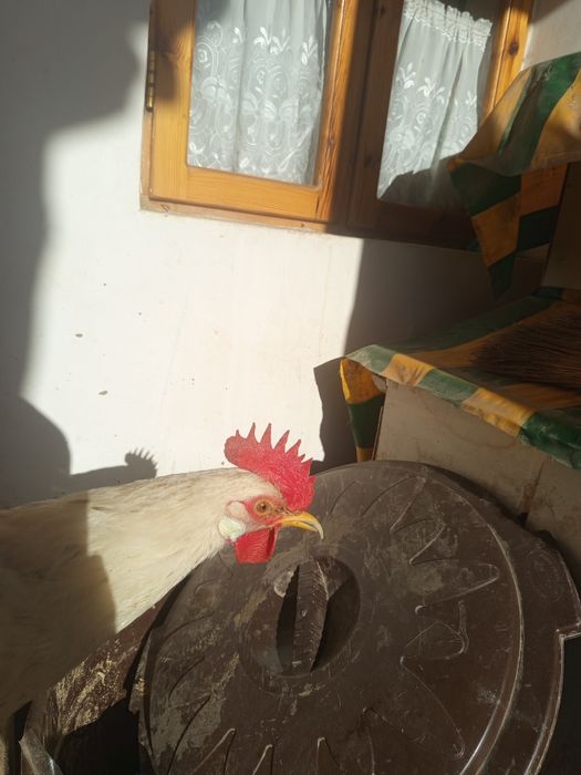 Ок хурозлар 150000