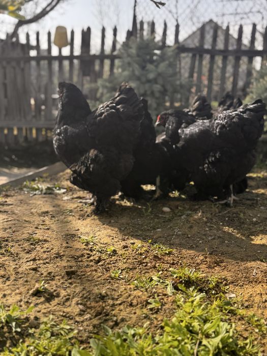 Продам инкубационные  яйца черной брамы
