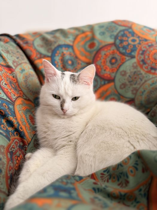 Отдам кошку белая