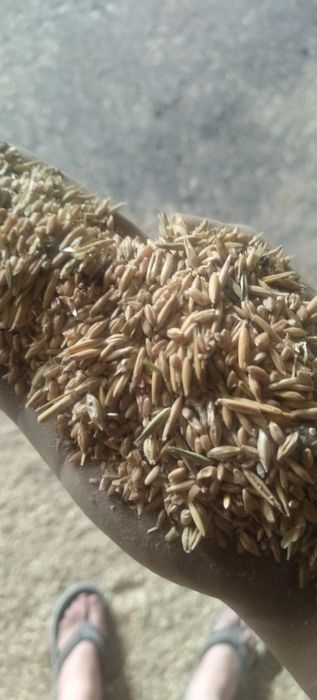Продам Ячмень, пшеницу, овёс, отходы
