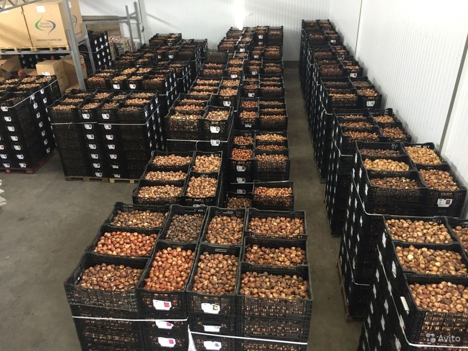 Луковицы тюльпаны акция