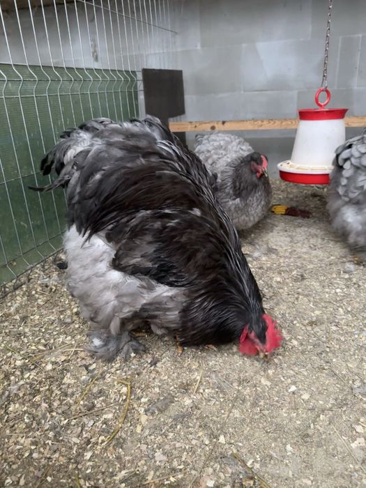 Vand oua cochinchina urias albastru