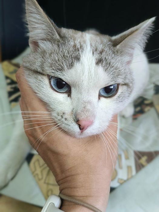 Пристраивается молодой котик