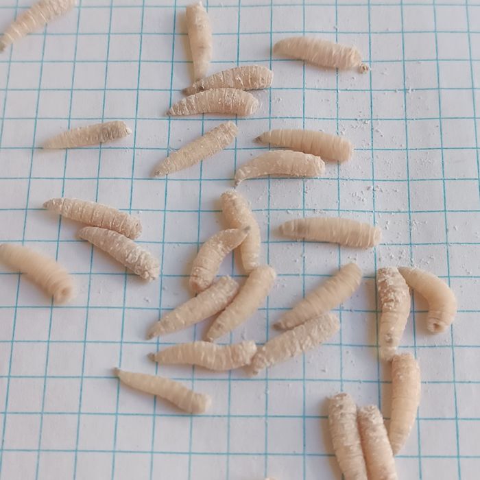 Опарыш местный для рыбалки