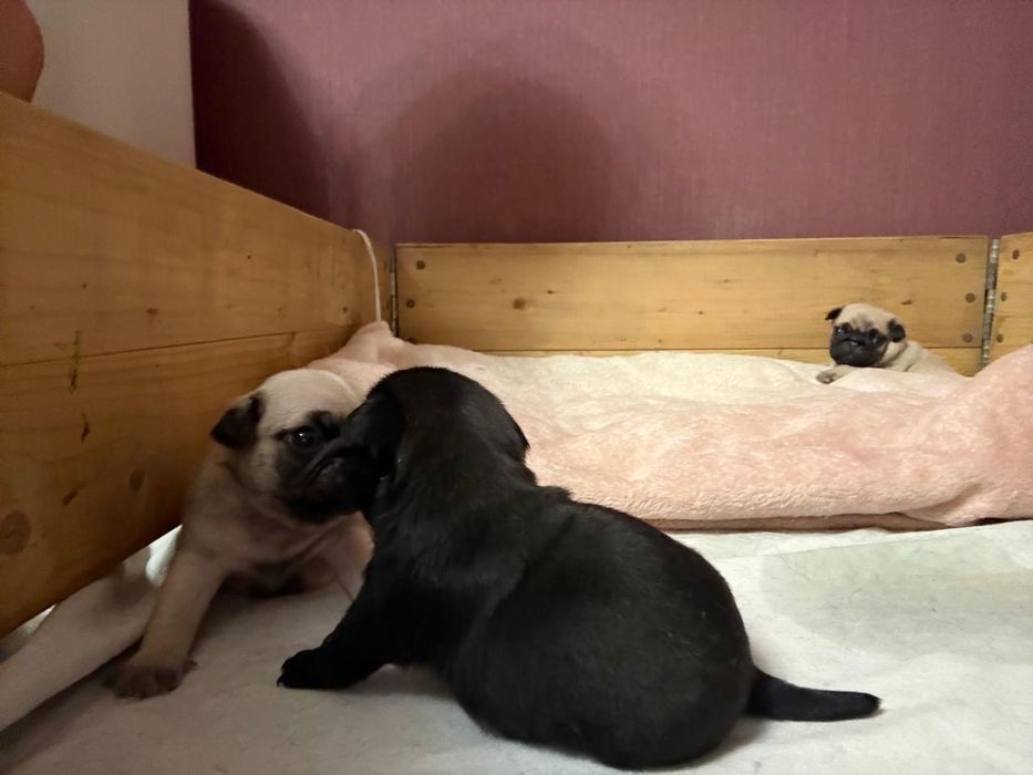 Щенки мопса с документами