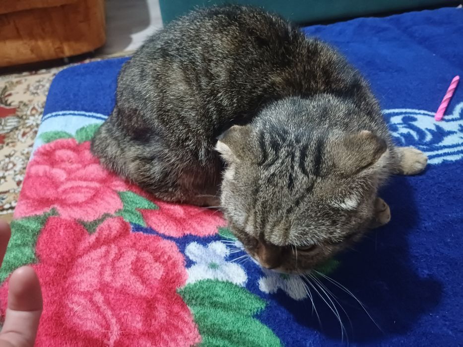 Продам любимую кошечку