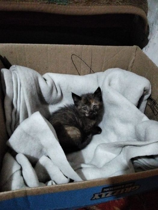 Отдам котенка британку