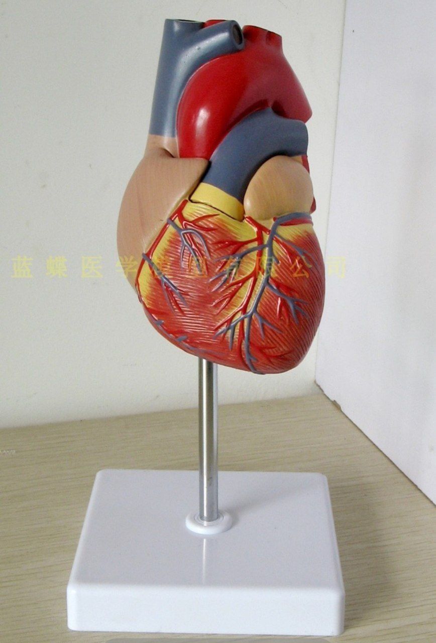 Сердце Анатомическое