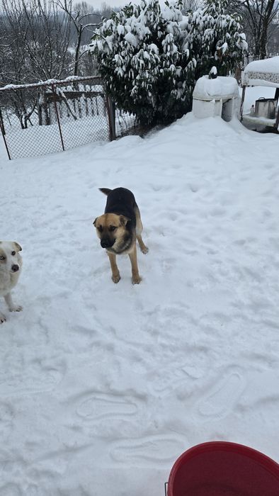 Cățel/Cățeii spre adopție