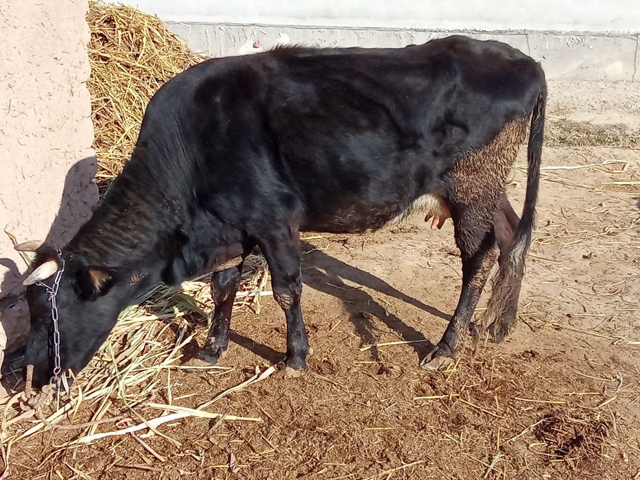 Sigir buzogʻi bilan sotiladi va ichida ham 1oylik bor